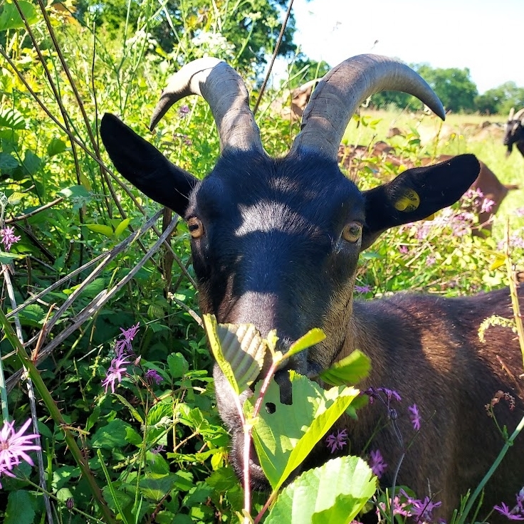 Photo de profil - FERME CHÈVRE RIT